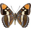 California Sister underside - Adelpha californica icon